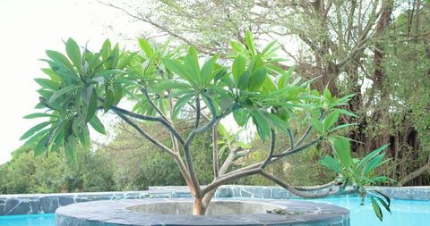 Plumeria tree growing on circular stone planter in turquoise pool for resort design