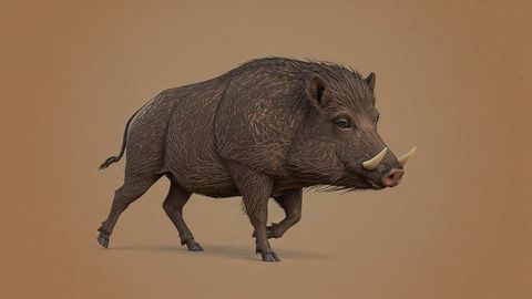 Running Wild Boar with Prominent Ivory Tusks