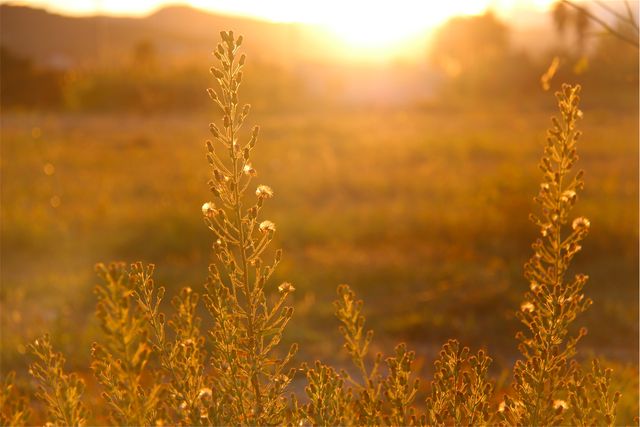 Wild plants glowing in the golden light of sunset in a summer field. This image conveys warmth, tranquility, and the beauty of nature. Ideal for use in marketing materials promoting relaxation, outdoor activities, natural beauty products, and eco-friendly initiatives.