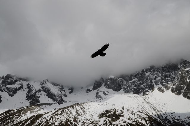 Solitary bird soaring over snow-capped, rugged mountain range under an overcast, cloudy sky. Majestic and atmospheric perspective capturing essence of wilderness, freedom, and solitude. Useful for nature, adventure, and wildlife themes.