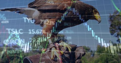 Hawk in Falconry Glove Displaying Strength and Adventure