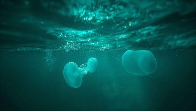 Floating Translucent Jellyfish Beneath Turquoise Waters