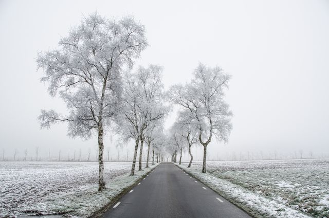 Straight road surrounded by trees covered in frost, creating a winter wonderland feel with a foggy, serene ambiance. Perfect for themes on winter travel, nature, tranquility, cold weather, peaceful rural life, and scenic roads. Useful for blogs, websites, travel brochures, and seasonal advertisements.