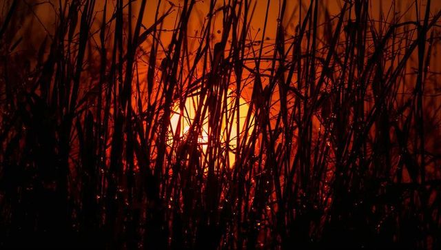 Silhouetting tall grasses and reeds framing fiery sunrise over dewy wetland horizon