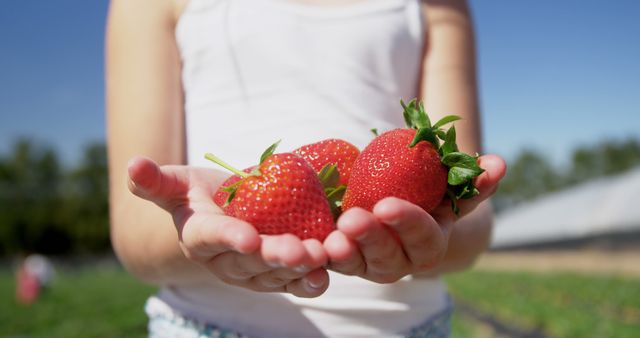 Child holding several freshly picked strawberries in hands with bright sunlight and a blurred background. Suitable for use in articles about healthy eating, summer activities, farming, organic produce, or family outdoor activities.