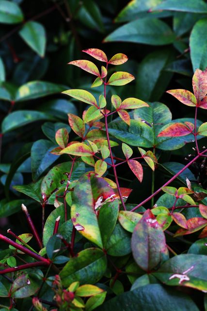 Vibrant and close-up depiction of a variety of leaves with autumn colors in lush garden setting. Perfect for nature-themed blogs, gardening websites, and landscaping catalogs. Ideal for use in articles about seasonal changes, outdoor activities, or decorating with plants.