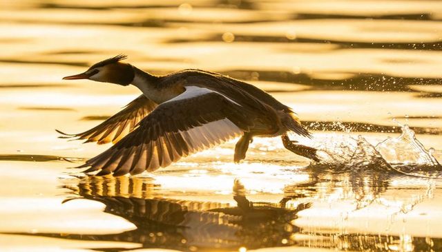 Crested grebe skimming golden lake at sunrise with splashes and mirror reflection