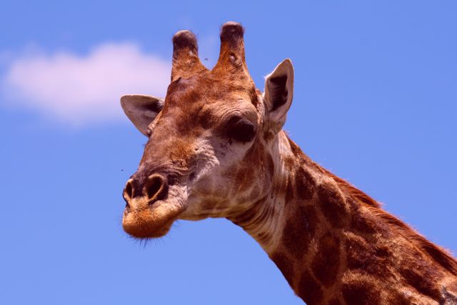 Detailed close-up capturing the giraffe's head against a blue sky, emphasizing textures and natural beauty. Ideal for use in educational materials, wildlife conservation campaigns, safari travel promotions, and nature photography collections.