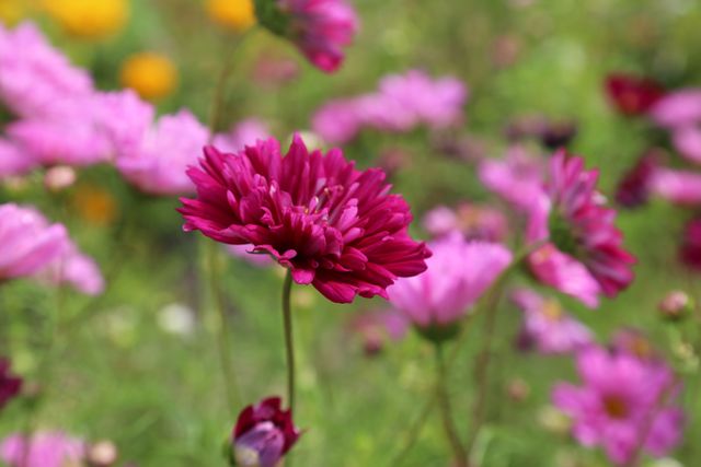 This image shows vibrant purple wildflowers in full bloom against a green blurred background. Perfect for nature-themed publications, gardening blogs, floral posters, or website backgrounds promoting natural beauty and outdoor serenity.