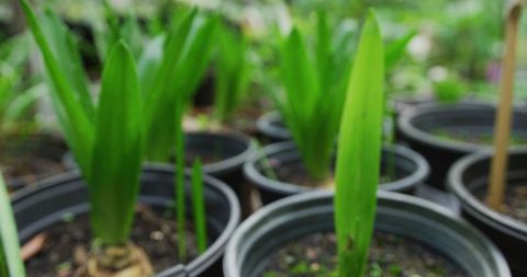 Soft focus potted plants in a nursery
