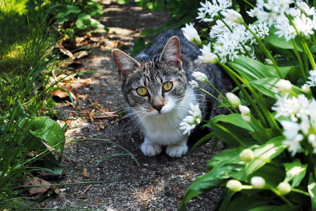 Curious Cat Observing in Garden with White Flowers - Download Free Stock Photos Pikwizard.com
