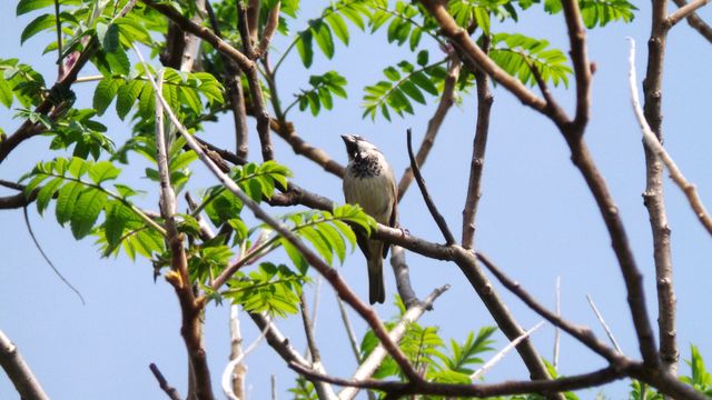 Songbird perched on tree branch in sunny weather - Download Free Stock Photos Pikwizard.com