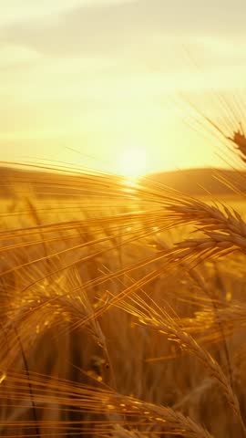 Golden Wheat Field Sunset Vertical Video Swaying Stalks Sparkling Dew Cinematic B-roll