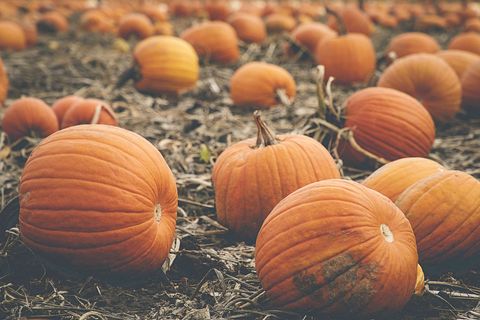 Field of Ripe Pumpkins Ready for Harvest in Autumn Light