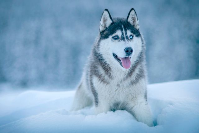 Siberian Husky sitting in a snowy landscape with its tongue out and blue eyes visible. Perfect for themes related to winter, pets, outdoor activities, and nature. Ideal for advertising outdoor gear, pet products, seasonal winter campaigns, and nature conservation efforts.