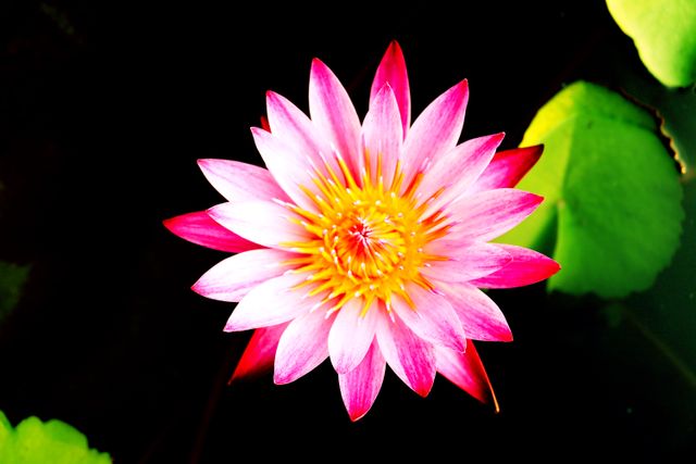 Close-up of Vibrant Pink Lotus Flower with Green Leaves - Download Free Stock Photos Pikwizard.com