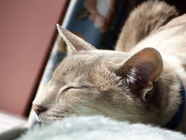 Close-Up of Cat Relaxing in Sunlight on Pillow - Download Free Stock Photos Pikwizard.com
