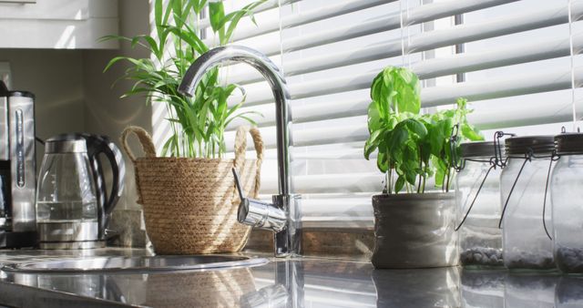 Image of plants and herbs standing in kitchen. Interior design, lifestyle and living at home concept.