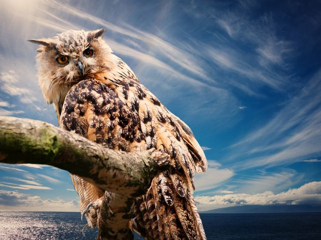 Owl Sitting on Tree Branch with Ocean in Background - Download Free Stock Photos Pikwizard.com