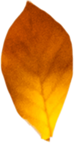 Vibrant autumn leaf on transparent background