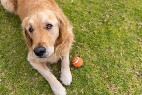 Calm golden retriever lying on green lawn looking up beside worn orange tennis ball