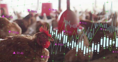Hen flock with data overlays visualizing poultry farm analytics and livestock monitoring