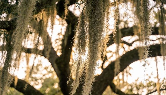 Spanish moss hanging from live oak branches at golden hour, backlit warm sunlight bokeh