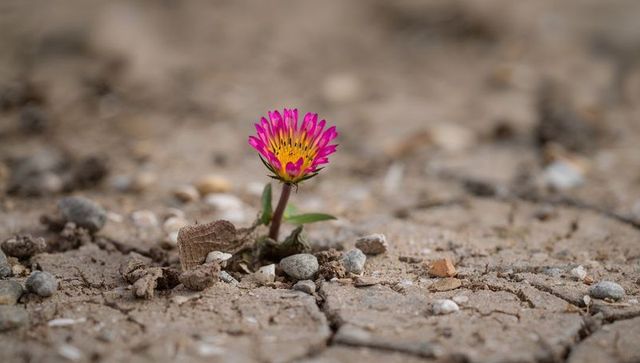 Magenta wildflower blooming through cracked dry soil, macro closeup of resilient bloom