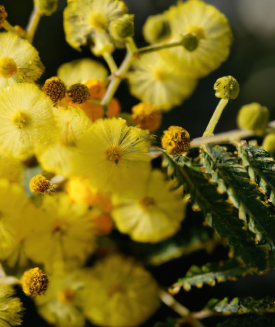 Close-up view of bright yellow mimosa flowers blooming against green foliage, displaying their delicate texture and vibrant color. This image is ideal for use in botanical studies, spring-themed projects, gardening blogs, nature conservation materials, and floral design inspiration. The detailed view can also be effective in educational resources and commercial designs emphasizing natural beauty.