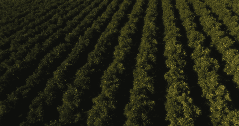 transparent rows of lush orange trees in sunset light - Download Free Stock Videos Pikwizard.com
