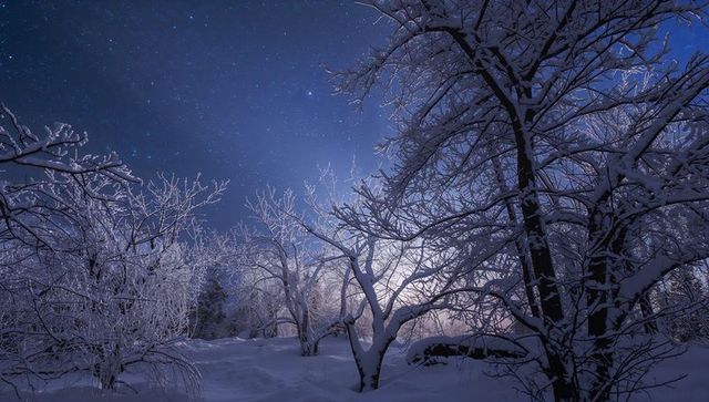 Moonlight backlighting frosty deciduous trees in snowy clearing under starry midnight sky
