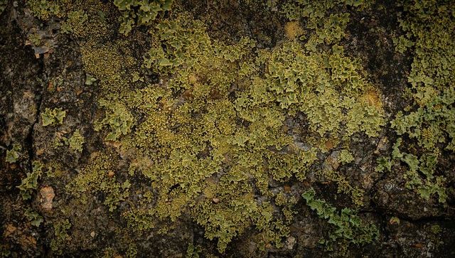 Lichen covered rock mosaic with foliose and crustose growth on weathered cracked boulder