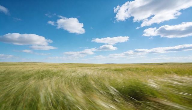 Wind-swept prairie grasses blurring across wide horizon under bright blue sky and clouds