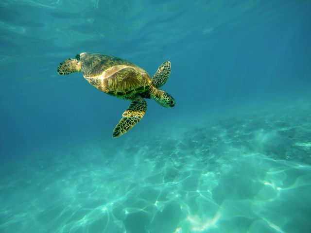 Sea turtle gliding through crystal-clear blue ocean waters. Ideal for illustrating marine biology, wildlife conservation, or peaceful underwater scenes. Perfect for use in environmental campaigns, educational materials, travel brochures, or nature documentaries.