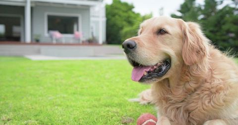 Golden Retriever Relaxing on Lush Green Lawn with Red Ball beside Porch in Suburban Yard