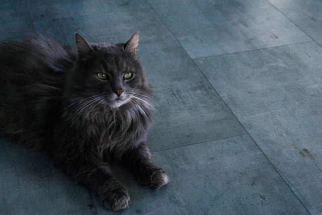 Fluffy gray cat with striking green eyes is lying on floor, creating a calm and relaxed atmosphere. Perfect for pet care websites, blogs about cats, social media posts regarding animals, or advertisements for pet products.