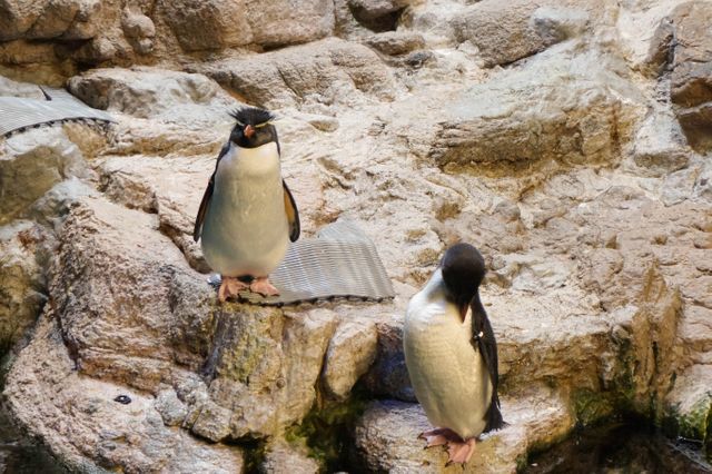 Rockhopper Penguins Standing on Rocky Terrain in Natural Habitat - Download Free Stock Photos Pikwizard.com