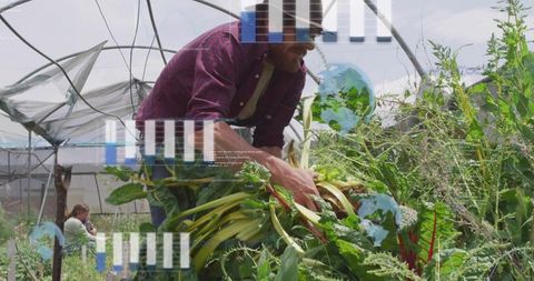 Farmer Harvesting Swiss Chard in Hoophouse, Leaning Over Raised Bed, Gathering Greens