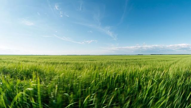Panoramic green barley field rippling in breeze under wide clear blue summer sky