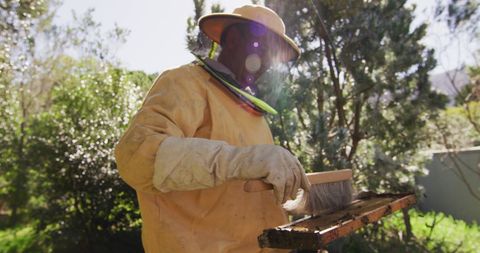 Senior Beekeeper Cleaning Honeycomb Frame in Sunny Garden Apiary - Download Free Stock Images Pikwizard.com