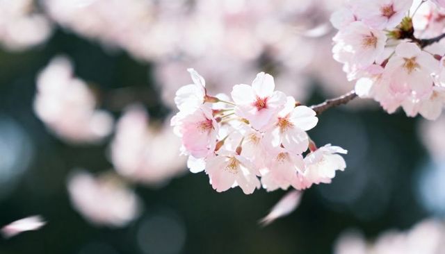 Soft pink cherry blossoms cluster in spring park with falling petals and gentle bokeh