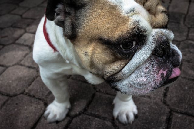Close-up of an English Bulldog with a distinctive face and red collar, standing on a cobbled walkway. The image captures detailed expressions and unique features typical of the breed. Useful for blogs or articles on pet care, dog photography, or marketing materials for pet-related products and services.