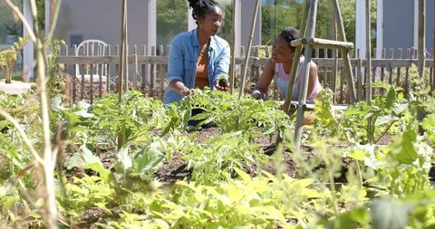 African woman mentoring girl in gardening, planting seedlings in sunny vegetable bed