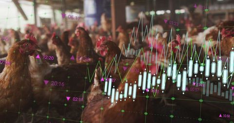 Financial Data Analytics in Poultry Farming - Download Free Stock Images Pikwizard.com