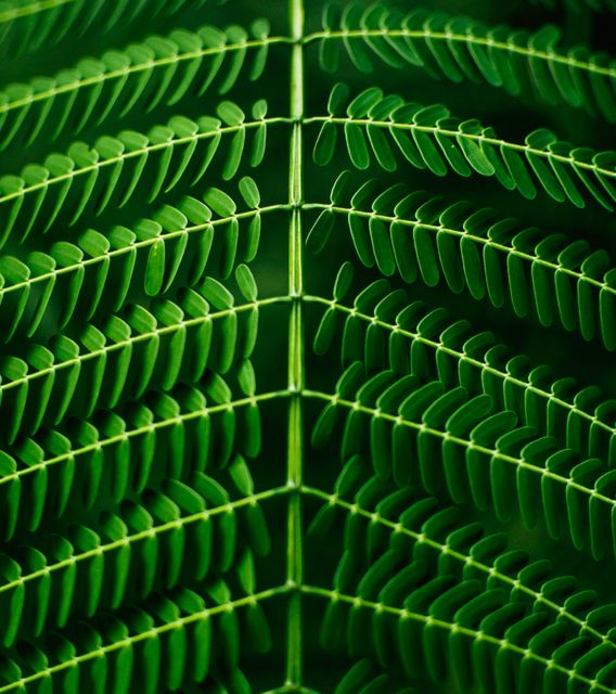 Close-up of symmetrical fern leaves showcasing intricate geometric patterns created by nature. Ideal for use in designs emphasizing natural beauty, geometric art, or botanical themes. Suitable for prints, nature-focused websites, or as a background for presentations to highlight concepts of growth and freshness.