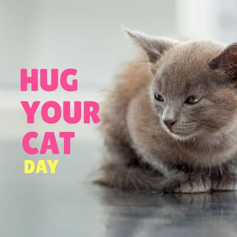 Celebrate Hug Your Cat Day with Love and Warmth - Download Free Stock Templates Pikwizard.com