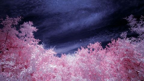 Surreal Pink Canopy Reaching Toward Deep Purple Sky with Layered Clouds