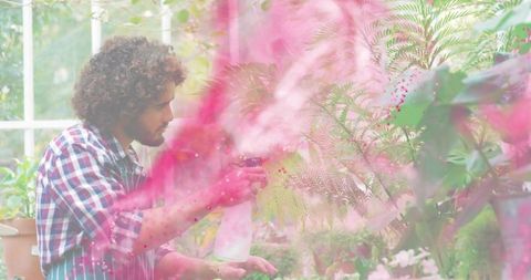 Curly-haired gardener spraying ferns in sunlit greenhouse with pink bokeh
