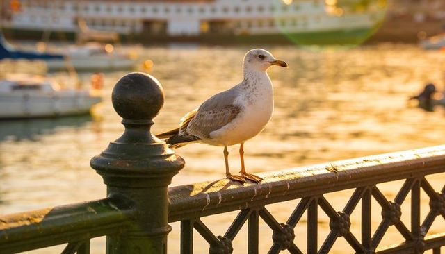 Seagull perching on harbor railing at golden hour with sunlit water ripples and bollard