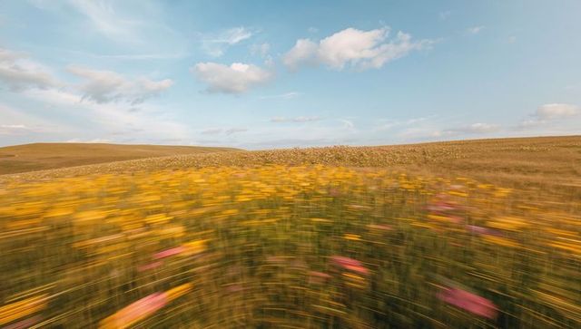 Sweeping wildflower motion across sunlit prairie hills under blue sky